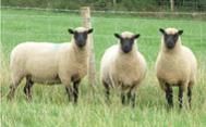 Llanwenog sheep