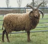 Manx Loaghtan Sheep