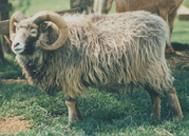 North Ronaldsay sheep