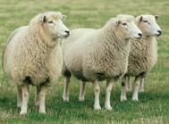 Romney Sheep