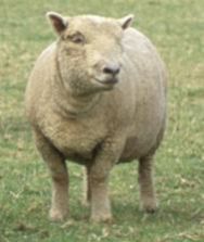 Southdown Sheep