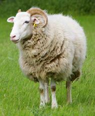 Whitefaced Woodland sheep