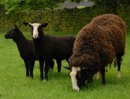 Zwartbles sheep