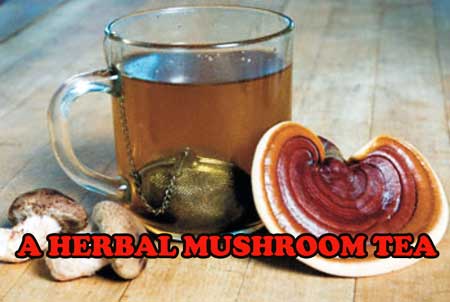 Mushroom Herbal Tea