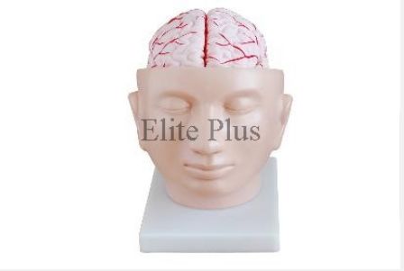 Brain Model With Head