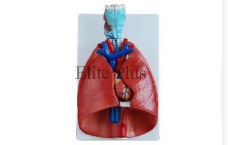 Heart & Lungs Model