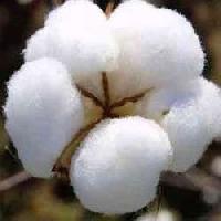 raw cotton materials