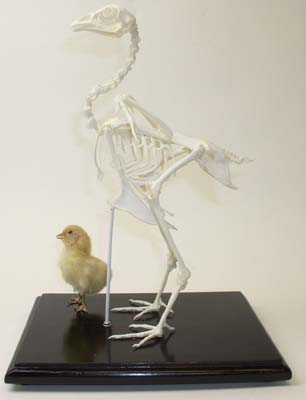 Chicken Skeleton with Chick Real Educational