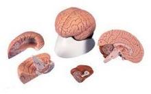 Classic Brain (4-Part) Model