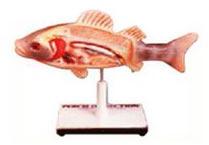 Fish Dissection Perch Model
