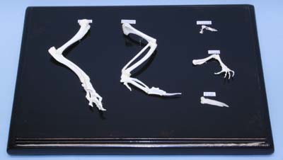 Front Limb Comparison Real Educational