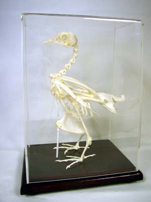 Pigeon Skeleton Real Educational