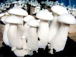 Milky white mushroom