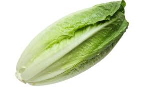 Fresh lettuce, Shelf Life : 10-15days