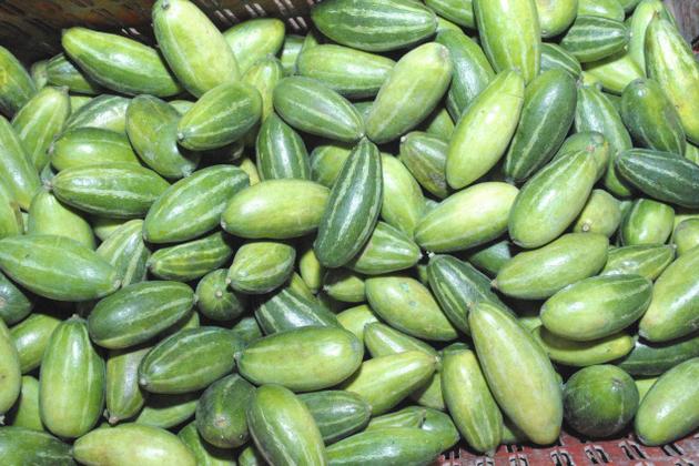 Organic Fresh Pointed Gourd, for Full With Iron, Good Health, Packaging Type : Jute Bag, Plastic Packet