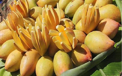 Organic Fresh Totapuri Mango, Packaging Type : Corrugated Box