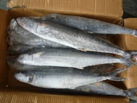 Mackerel Fish (seafood)