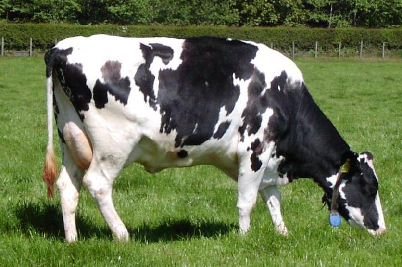 Crossbred Cow