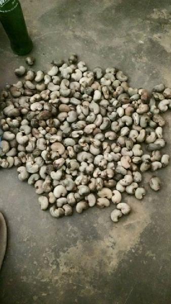 Ghana Raw Cashew Nuts in Shell