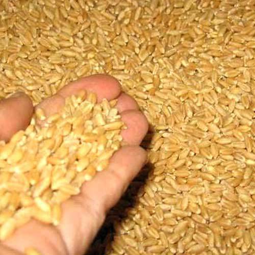 SHREEJI EXIM Wheat Seed, for FOOD FLOUR, Packaging Type : 50KG