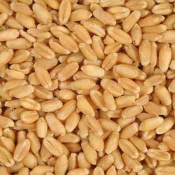 Wheat Seeds