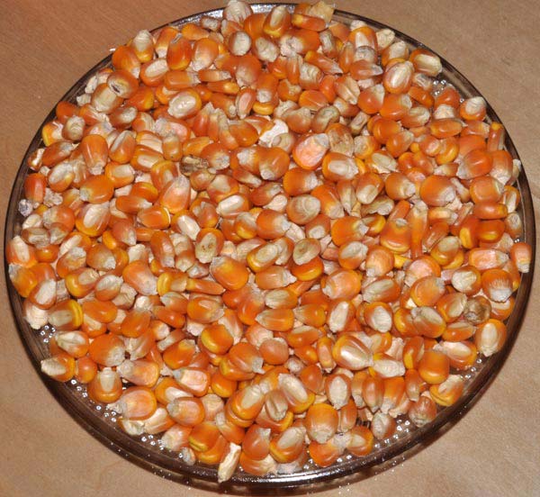 Organic Maize Seeds, for Animal Feed, Human Consuption, Style : Fresh
