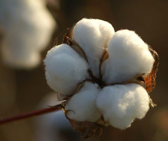 Raw Cotton (Comber Noil)
