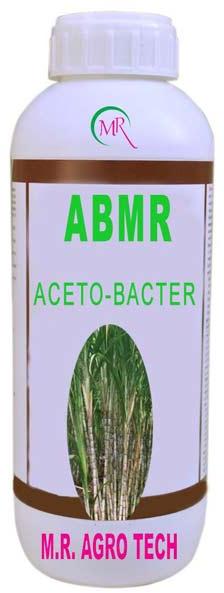 Acetobacter Bacteria