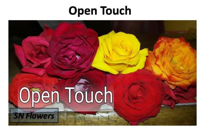 Open Touch Rose