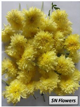 Sevanthi Flowers Manufacturer in Madurai Tamil Nadu India by SN Flowers | ID - 3615476