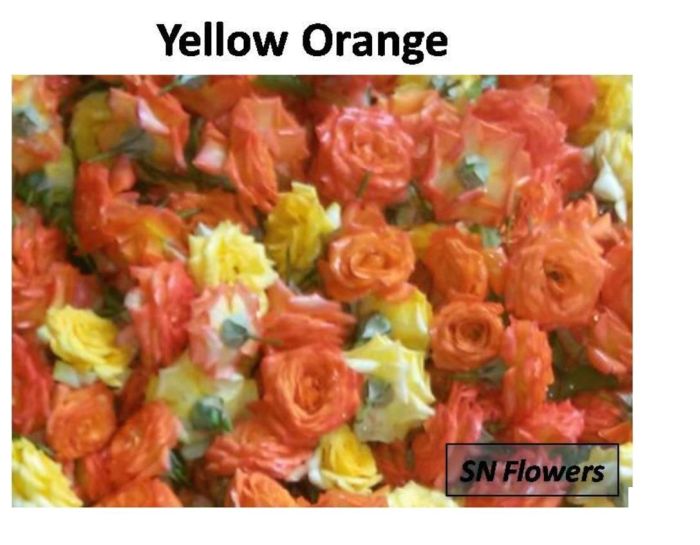 Yellow and Orange Rose