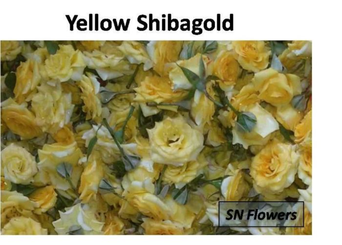 Yellow Shibagold Rose