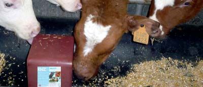 Animal Compound Feed