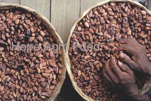 cocoa beans