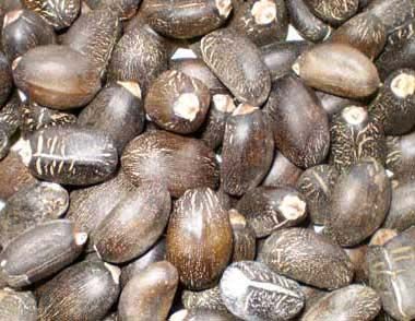 Biodiesel Jatropha Seeds
