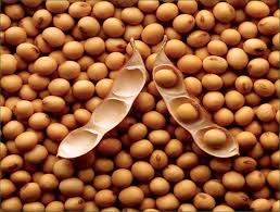 Soybean seeds