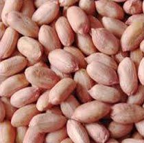 Bold Groundnut Kernels