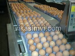 brown chicken eggs