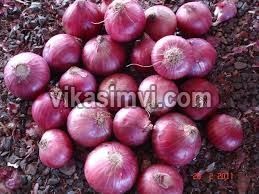 fresh onion