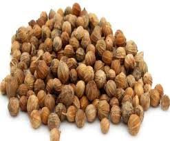 coriander seeds