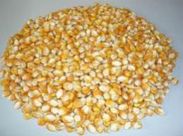 Dried Yellow Corn
