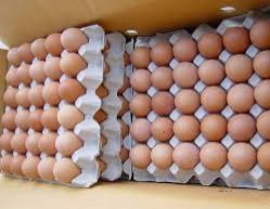 Fertile Chicken Eggs