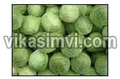 Fresh Cabbages