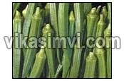 Fresh Okra For Sale