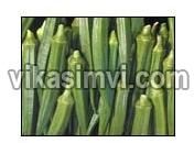 Fresh Okra ( Lady Finger )