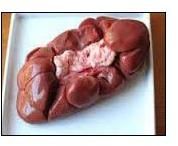 Frozen Buffalo Kidney