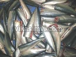 Headless and Gutted Frozen Pacific Mackerel