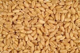 wheat