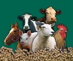 Soybean Meal Animal Feed