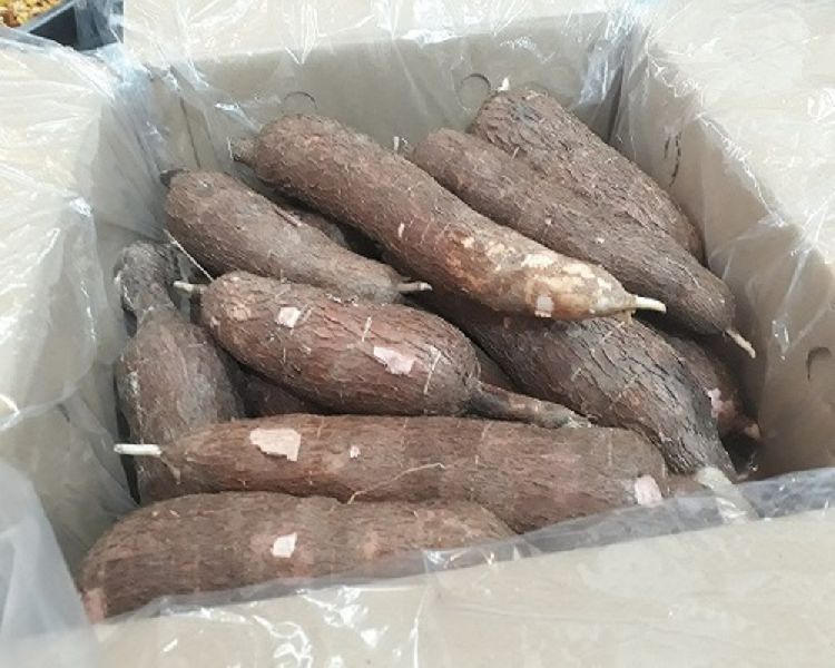 Fresh Cassava By Scandinavian Agritex Co Ltd Fresh Cassava Usd 300 Ton Approx Id 3499067